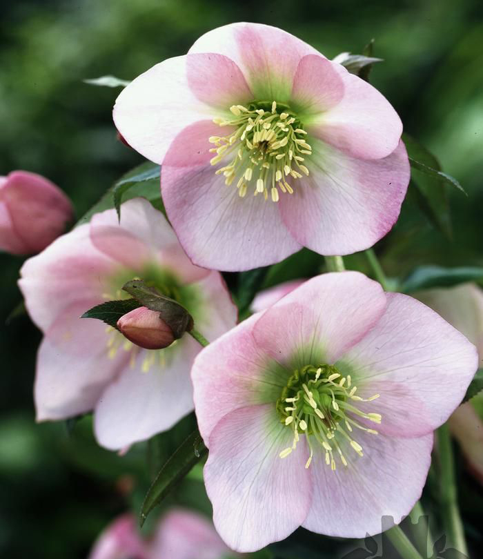 Helleborus 'Roze'